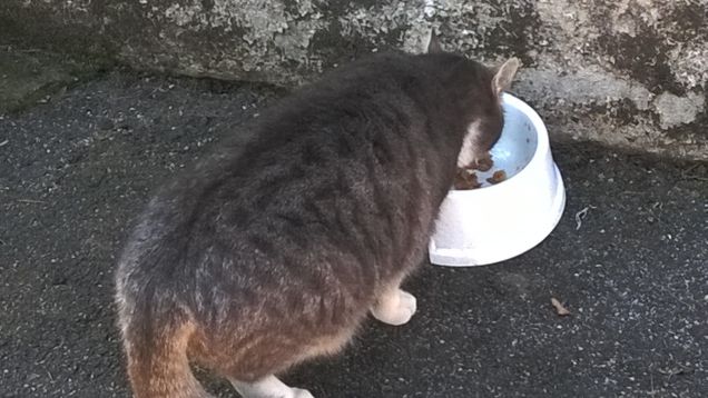 La generosità spesso non è altro che la vanità del donare.