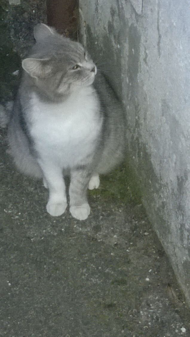 Le anime generose ricevono più offesa dall’essere adulate, che dall’essere ingiuriate. (Nicolò Tommaseo)