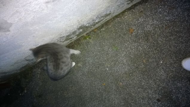 L’attenzione è la forma più rara e più pura della generosità