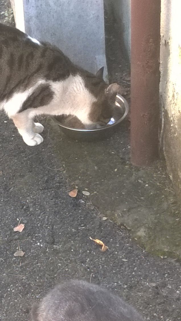 Cosa farebbero gli animali senza l’uomo?