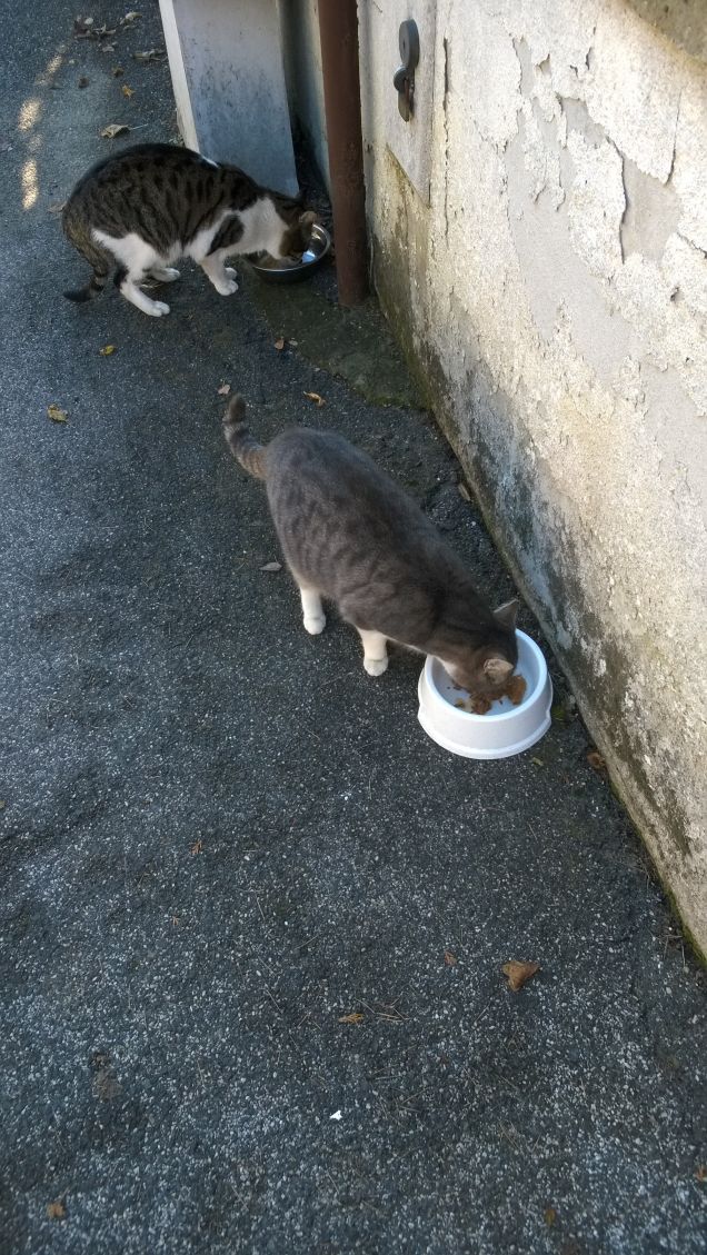 E qual è il peccato originale degli animali?