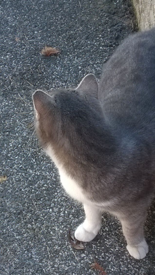 La compassione per gli animali è la più preziosa qualità dell’uomo