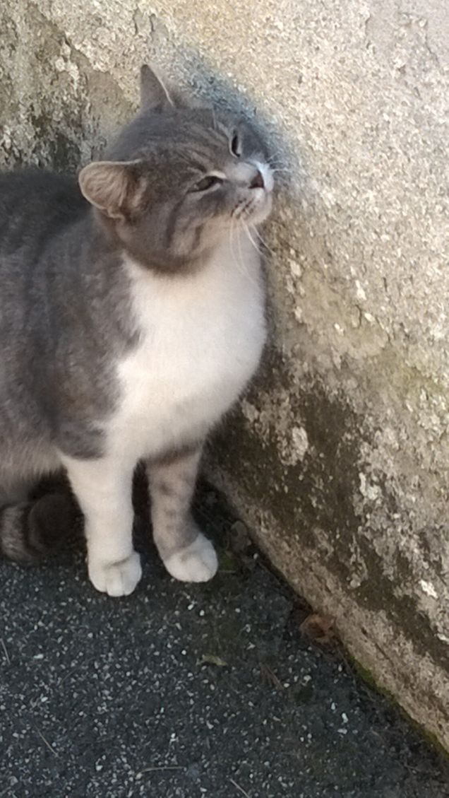 Noi abbiamo due cuori – uno per gli animali, l’altro per gli umani. 