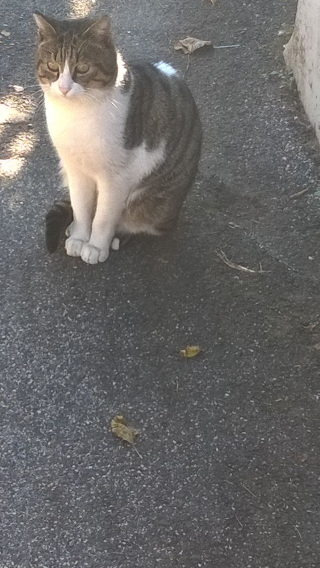 Le generazioni future leggeranno degli animali del bosco, come dei popoli della Bibbia.