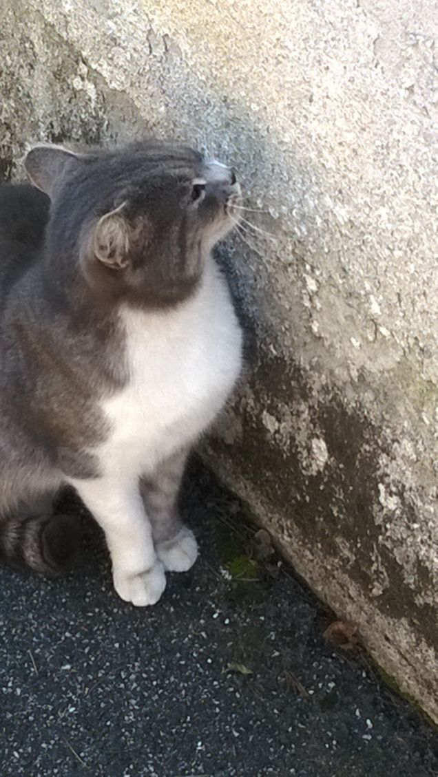 Ogni volta che vedo la fotografia di un cacciatore che sorride sopra la sua vittima, resto sempre impressionato dalla schiacciante superiorità morale ed estetica dell’animale morto 