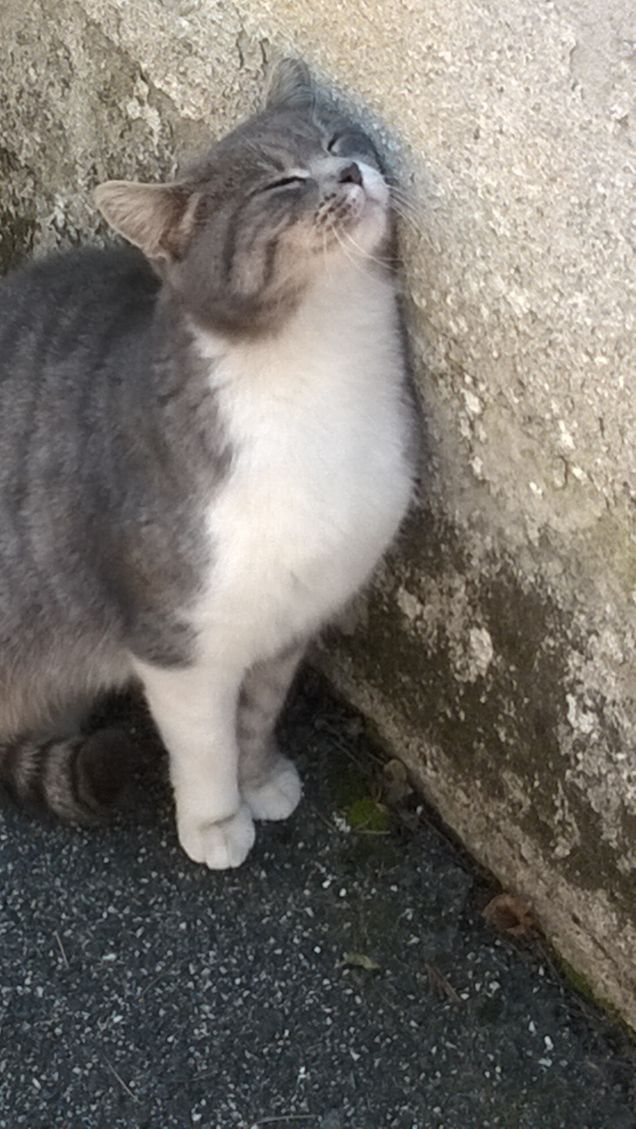 L’uomo è l’unico animale che arrossisce, ma è anche l’unico che ne ha bisogno.