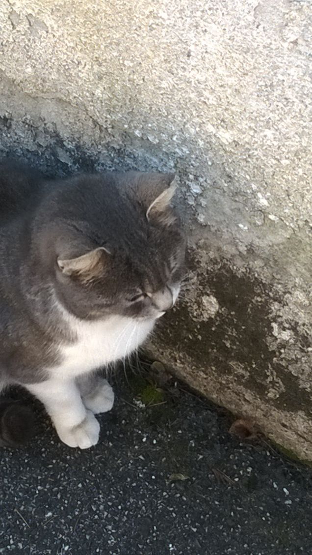 E’ raro che io rida di un animale.