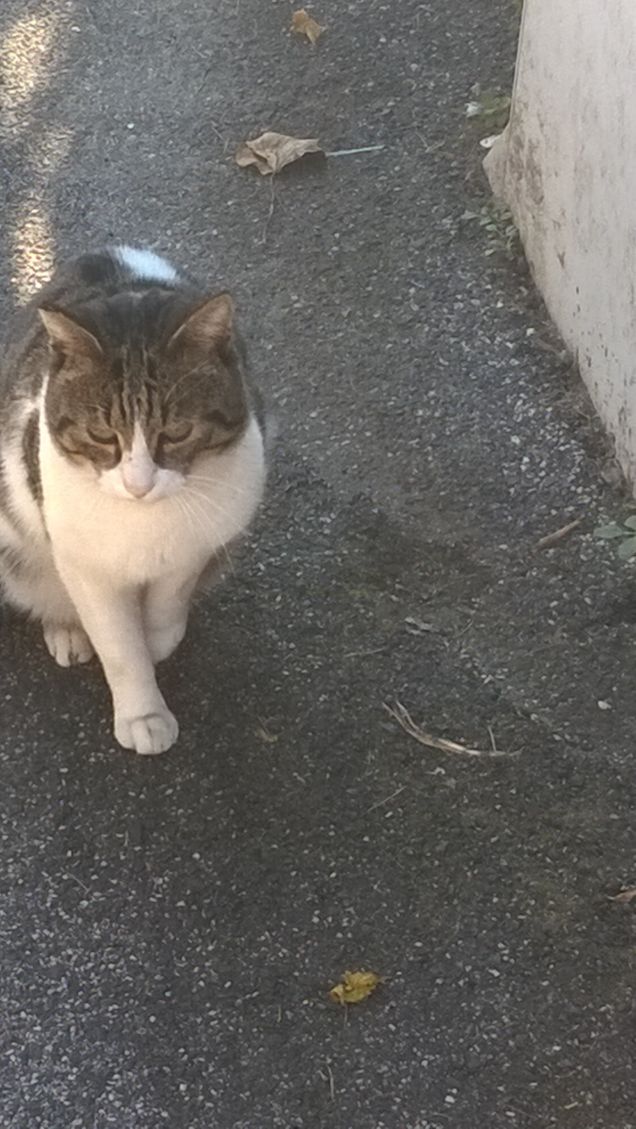     Ricorda! Il cane è fedele. L'uomo mai. 