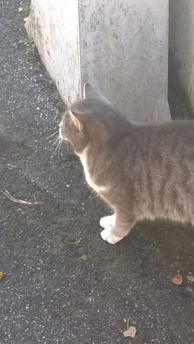     Beati i cavalli che sanno cos'è la felicità.  