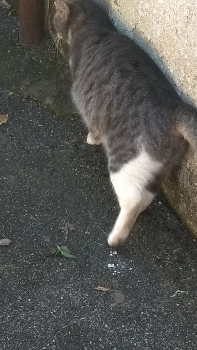 C'è più dolcezza e amore nel cuore degli animali che nelle persone.