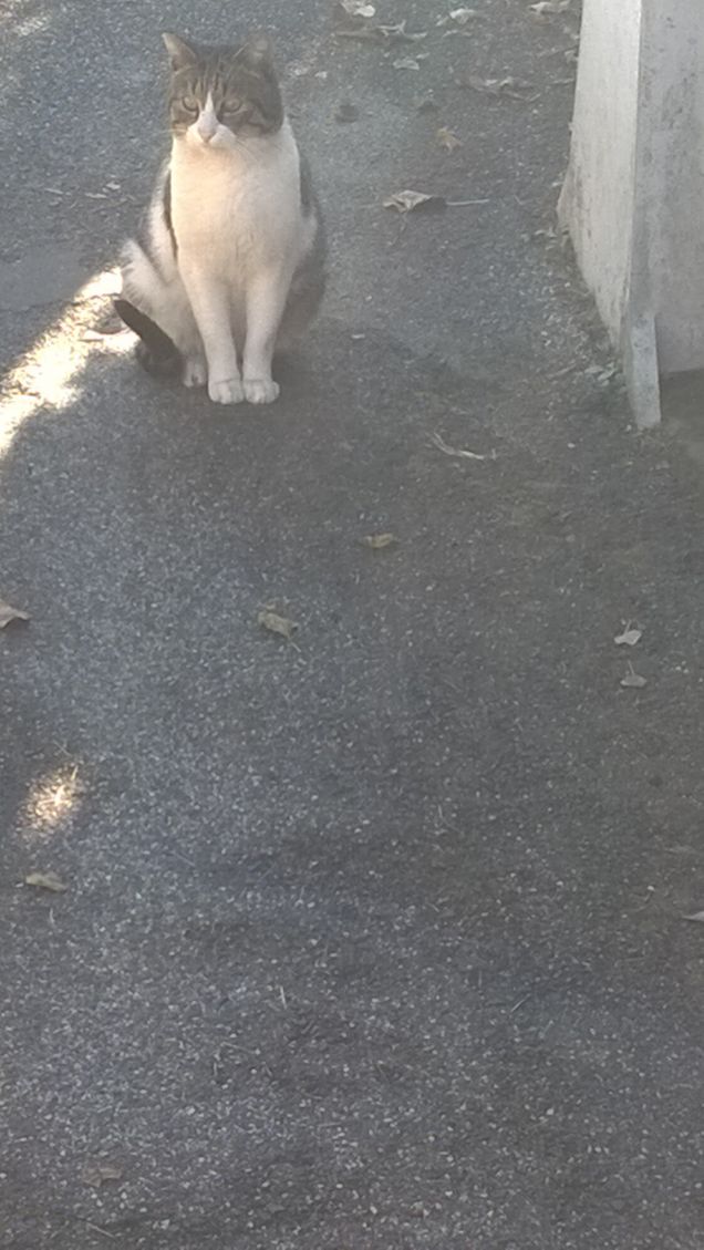     Gli animali sono come dovrebbe essere l'uomo, se non fosse un animale.  