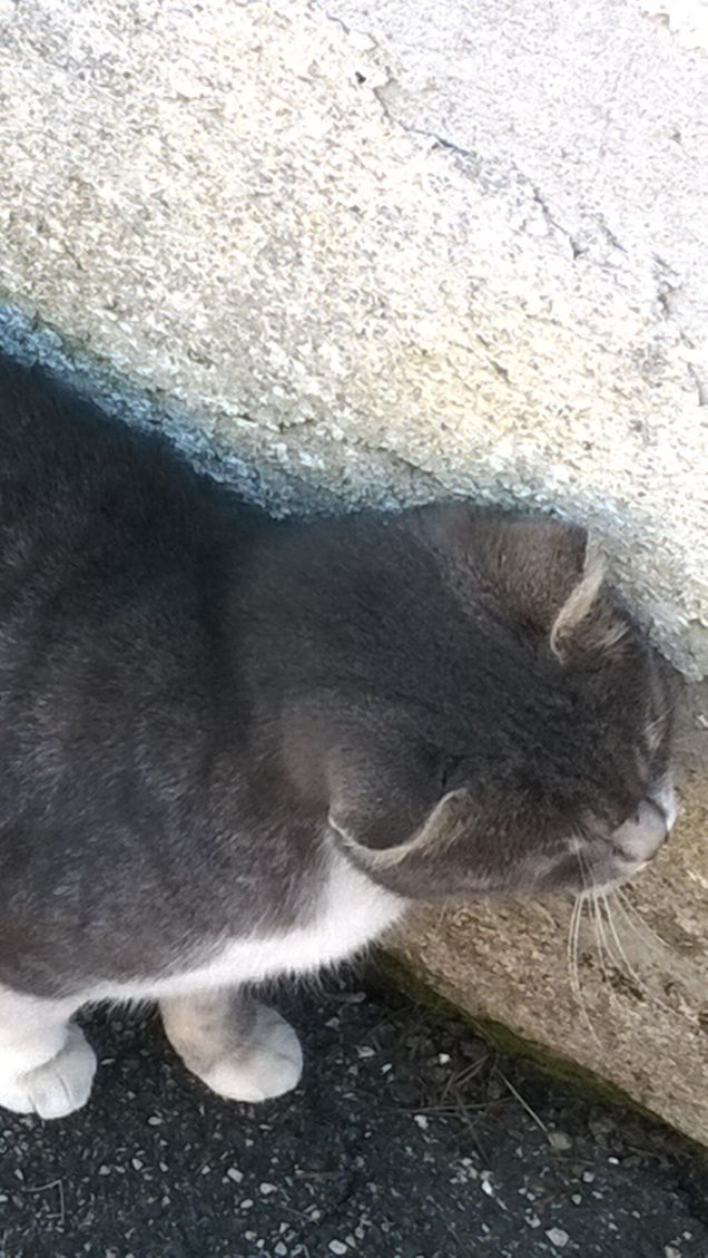     Solo chi ama gli animali può capire quanto è straziante vederli soffrire. 