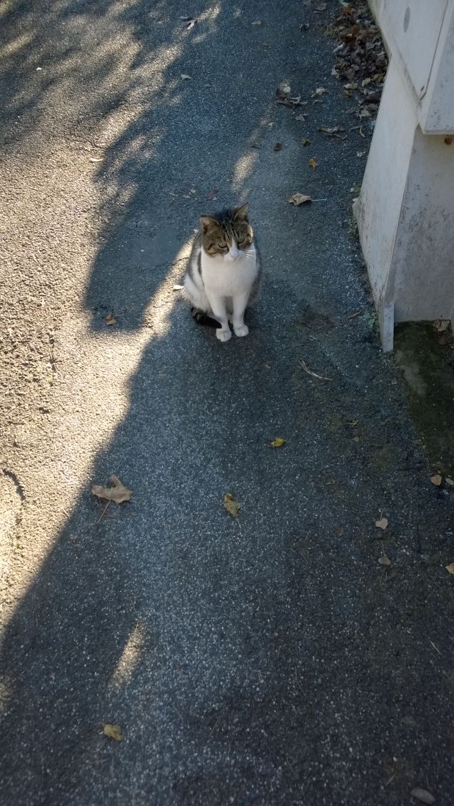     Amo chi possiede lo stile del gatto. Ed esce dalla scena senza colpi di teatro perché non ne ha bisogno. 