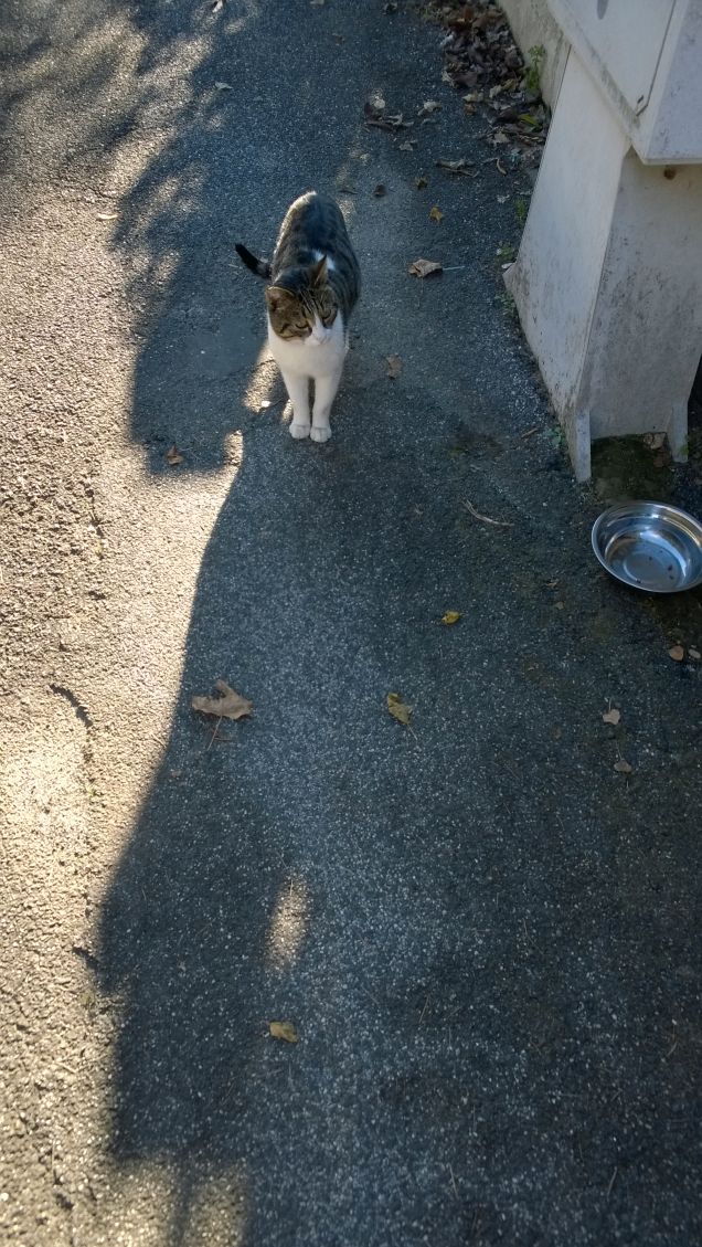     L'animale è tuo amico e ti indica un valore che può essere la forza, l'eleganza, la docilità, l'amicizia. 