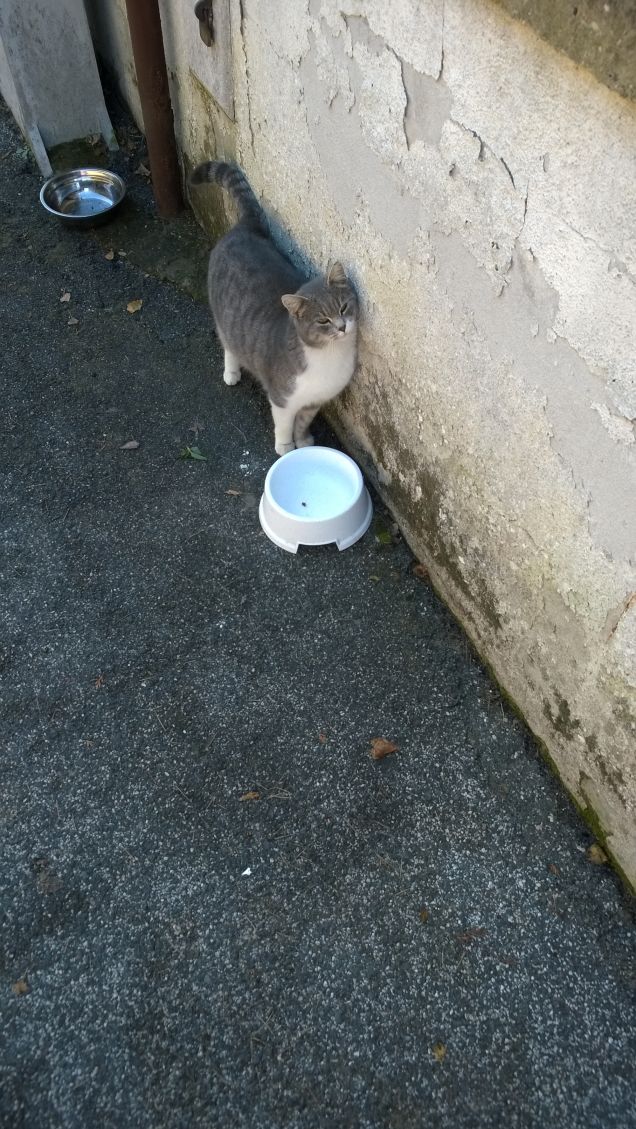     Gli animali non mentono mai su ciò che provano, non ne sono capaci. 