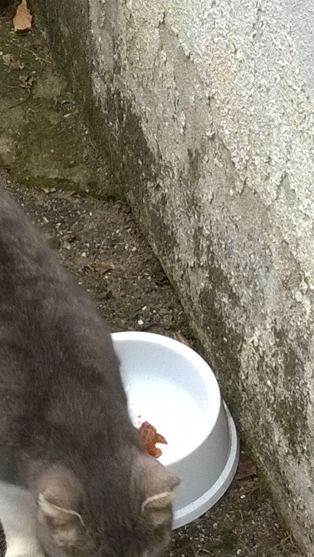 Oggi Stranamente non ha fame.