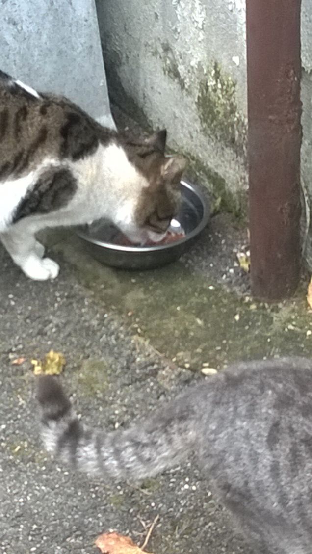 Una testa e una coda.