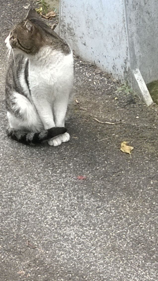 Incuriosito da qualcosa.