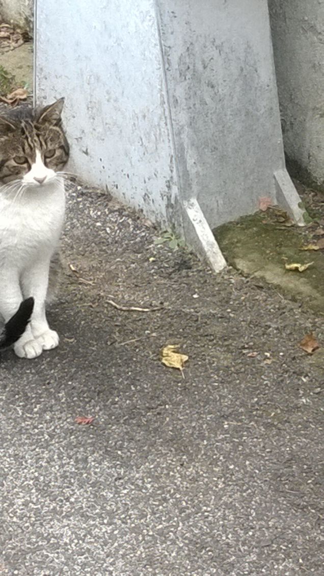 Lui è un attore nato.