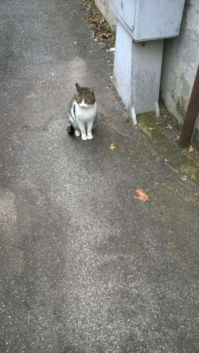 Se fossi un umano sarei un intellettuale.