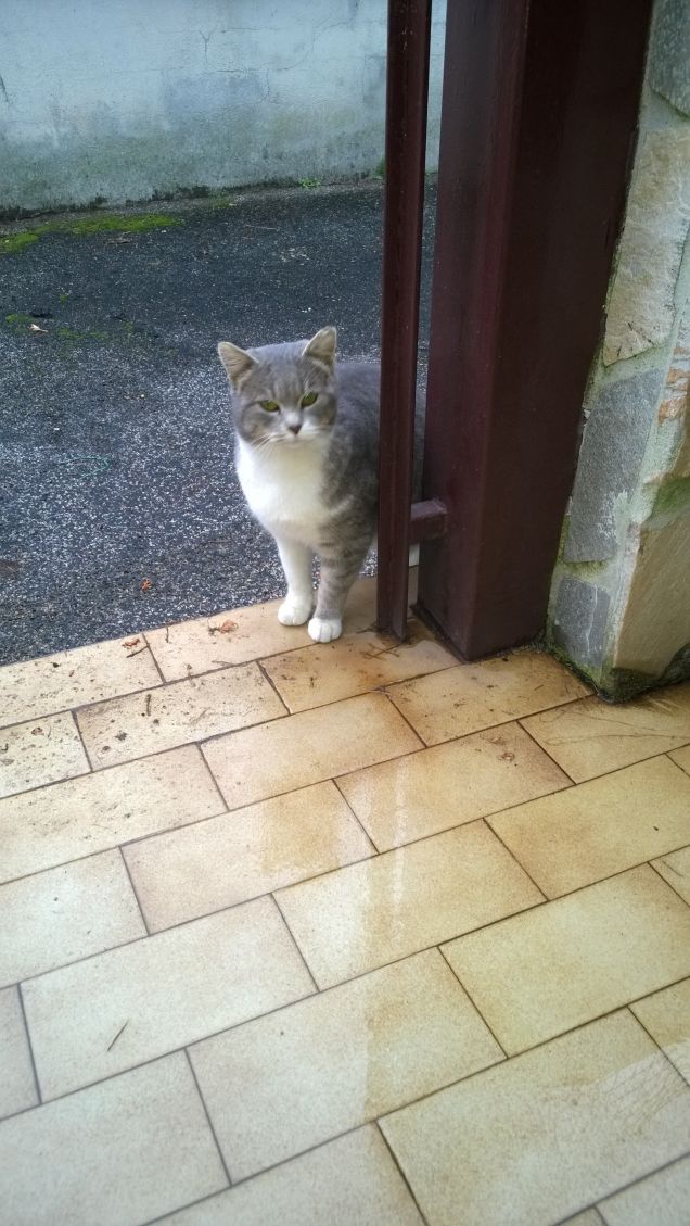 La mia bellissima micina.