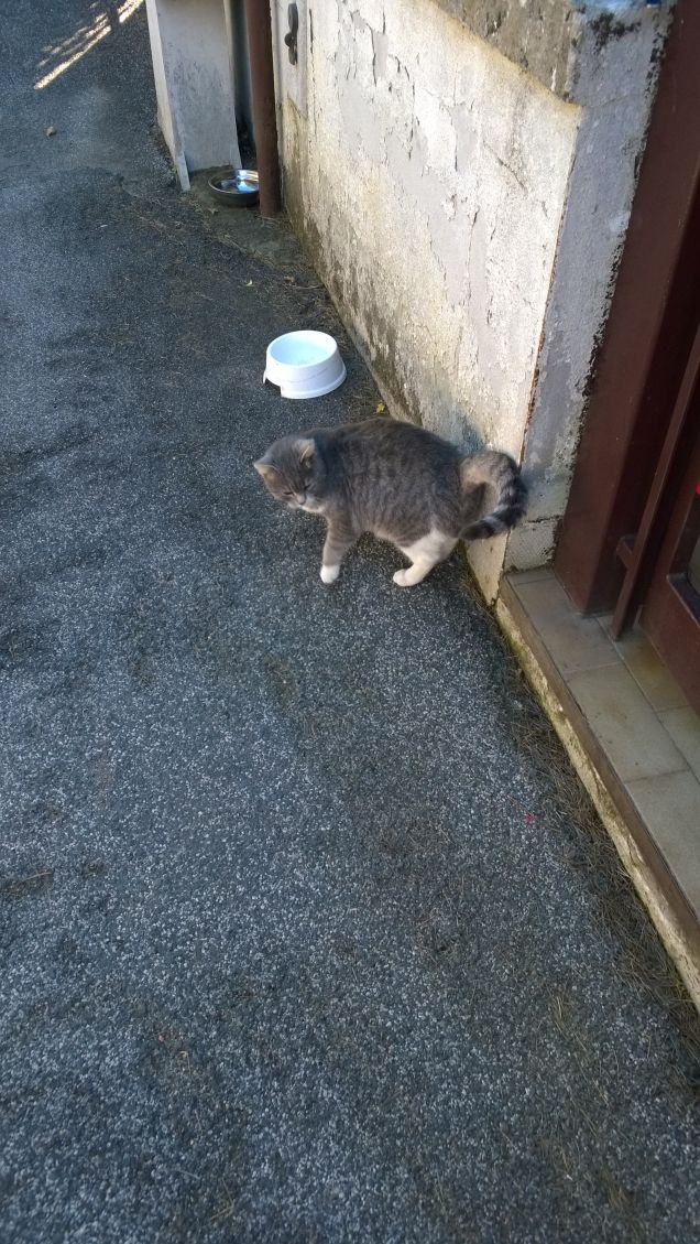 La danza della gatta.