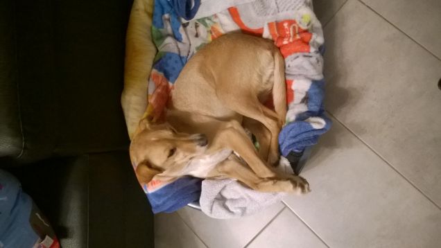 La cuccia di Lucky.