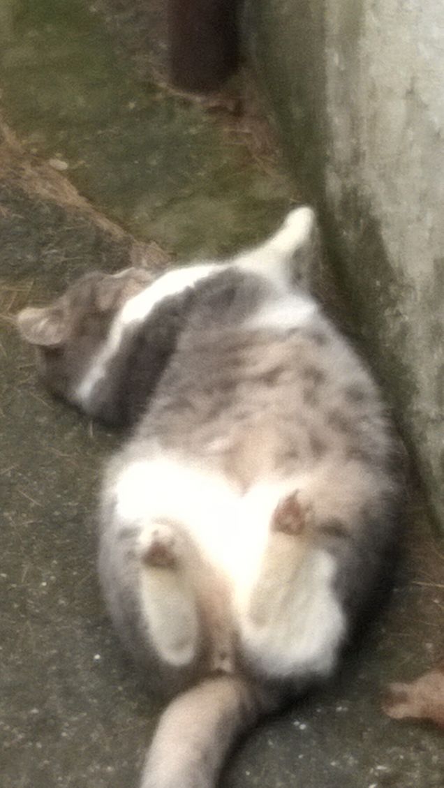 Mi rotolo è ora della pappa.