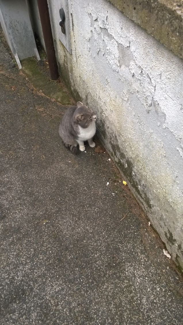 Lassù c'è la pappa.