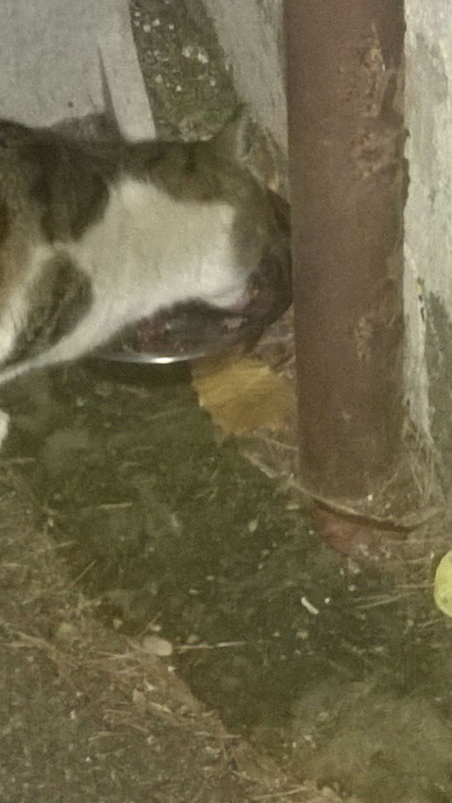 ogni tanto riappare.