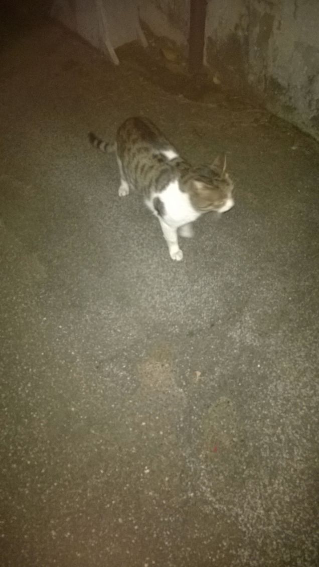 Il passo del giaguaro.