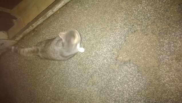 Micia mia e solo mia