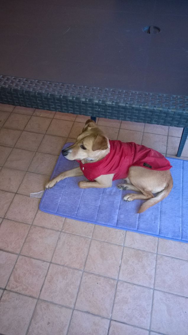 Un piccolo grande cane.