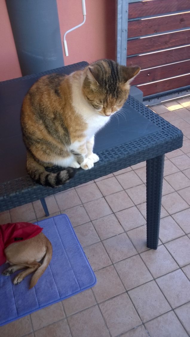 La superbia fatta gatta.