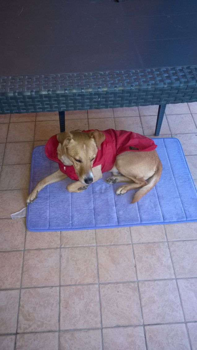 Un piccolo grande cane.2