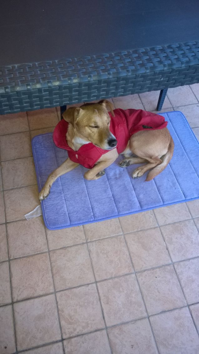 Un piccolo grande cane.3