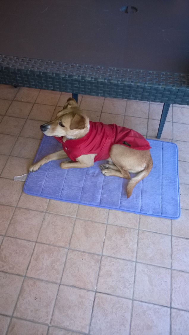 Un piccolo grande cane.4