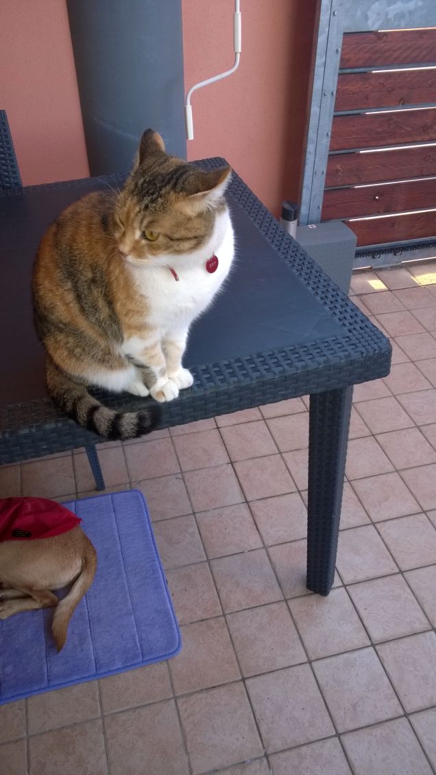 La gatta indipendente.