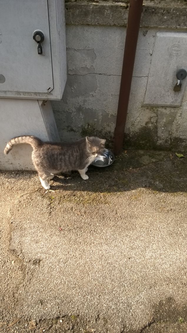 Una splendida Micia.