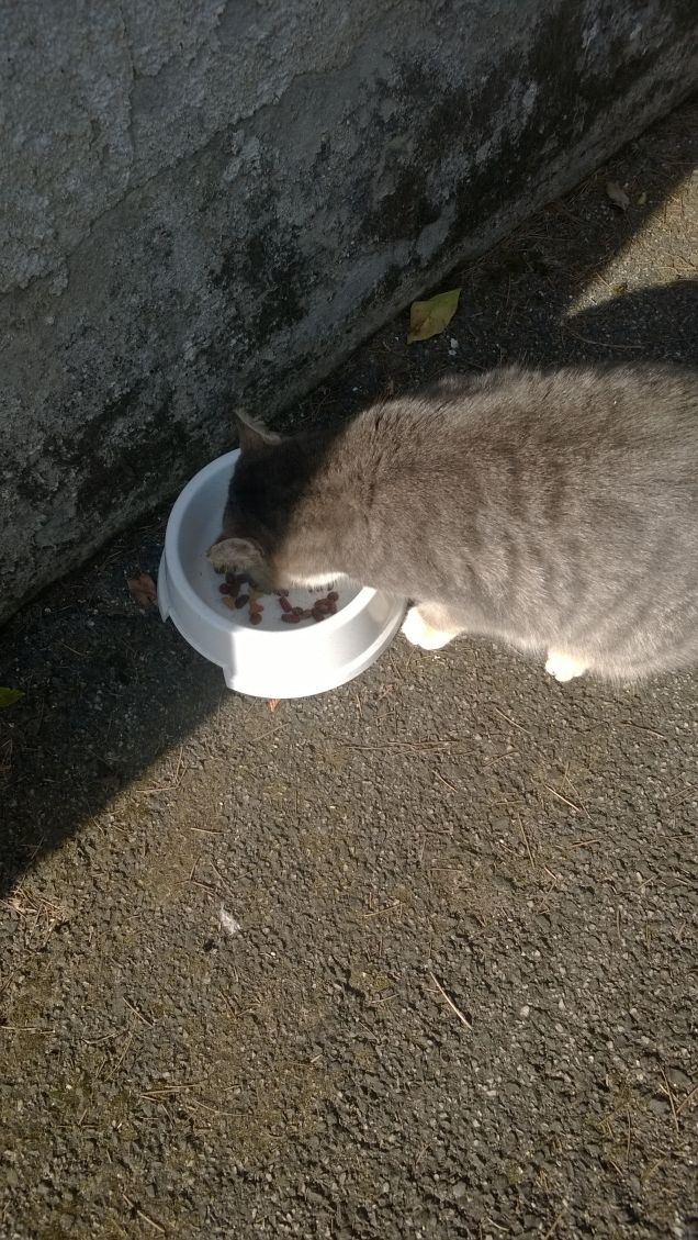 C'era una volta una gatta.1