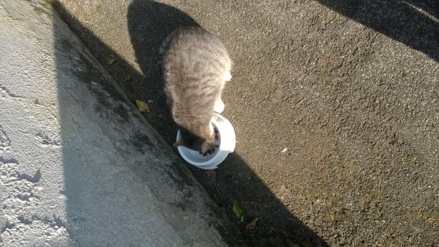 C'era una volta una gatta.3