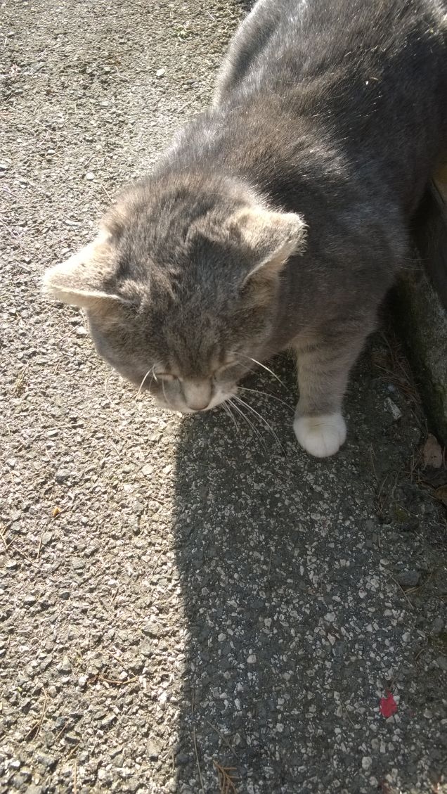 La più bella sei tu.3