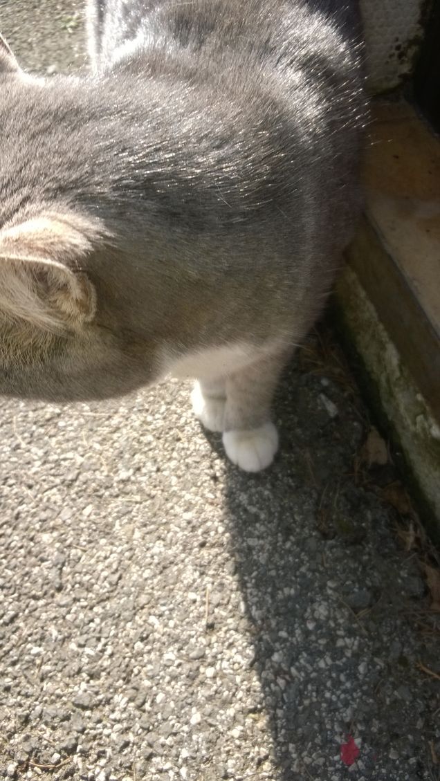 La più bella sei tu.4