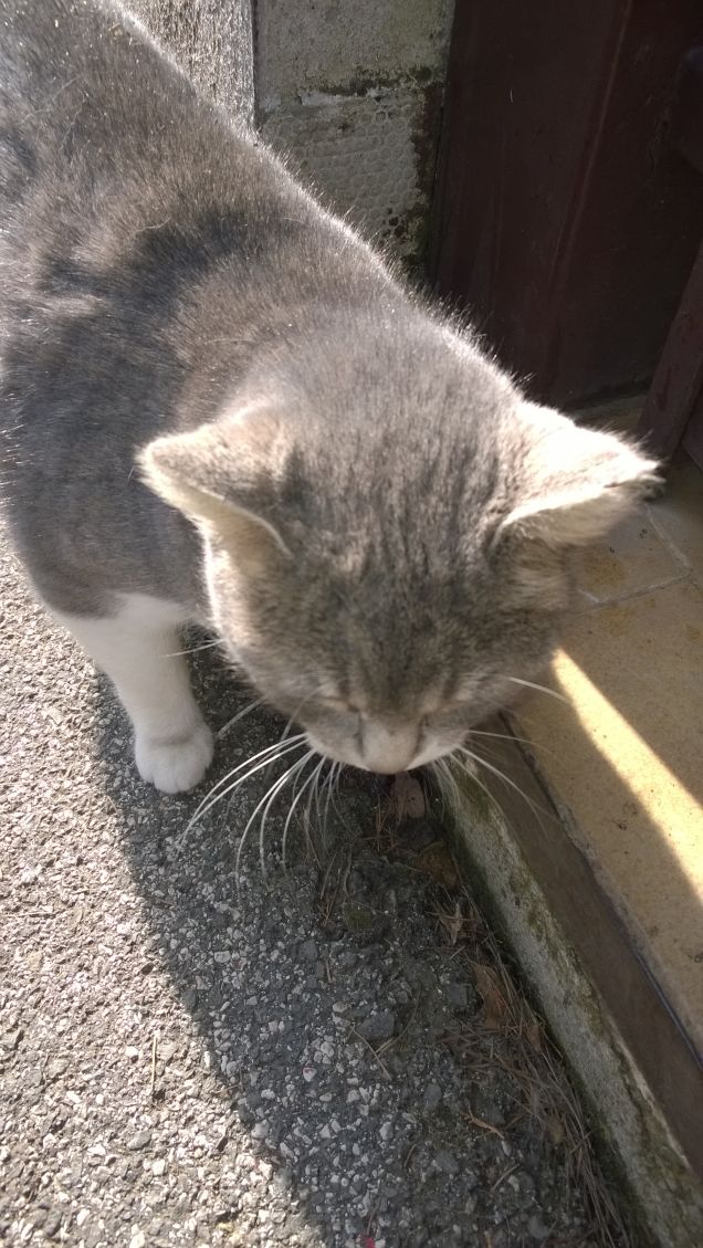 La più bella sei tu.5