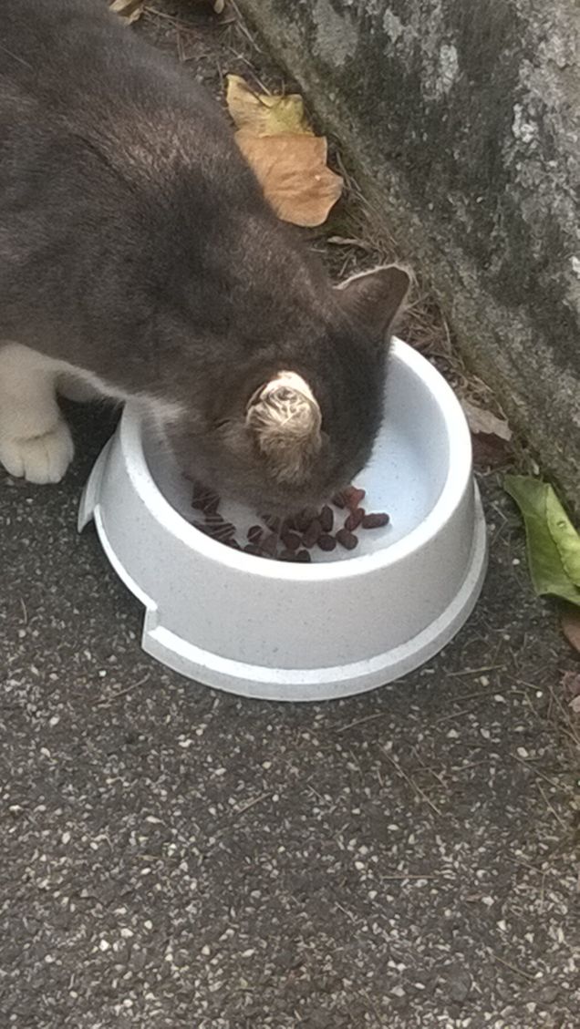 E anche oggi si mangia.1