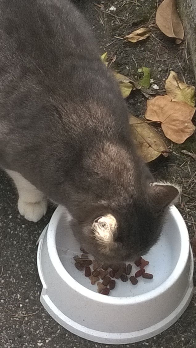 E anche oggi si mangia.2