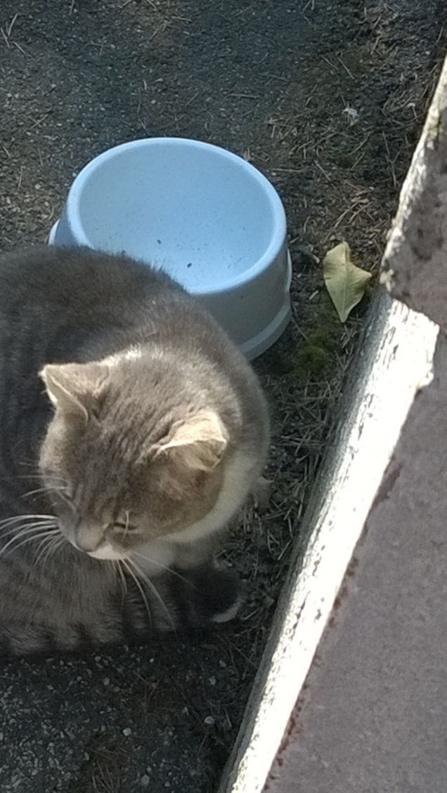 La piccola grigetta.