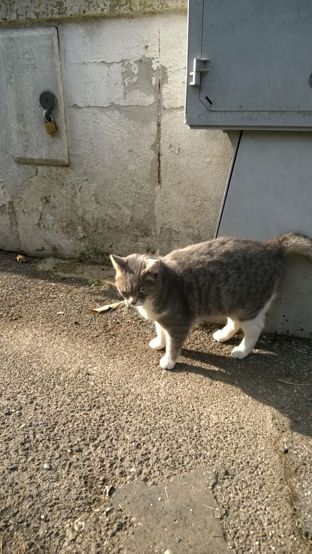 Bella brava e buona.