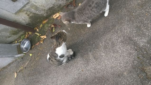 Miagolii all'orizzonte.