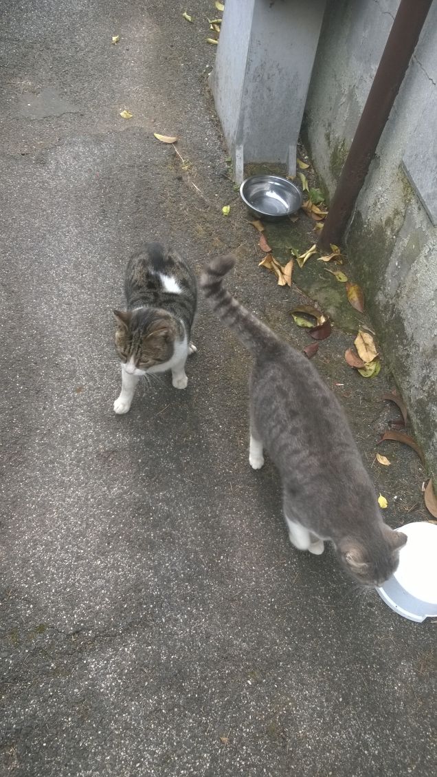 La danza per avere la pappa.